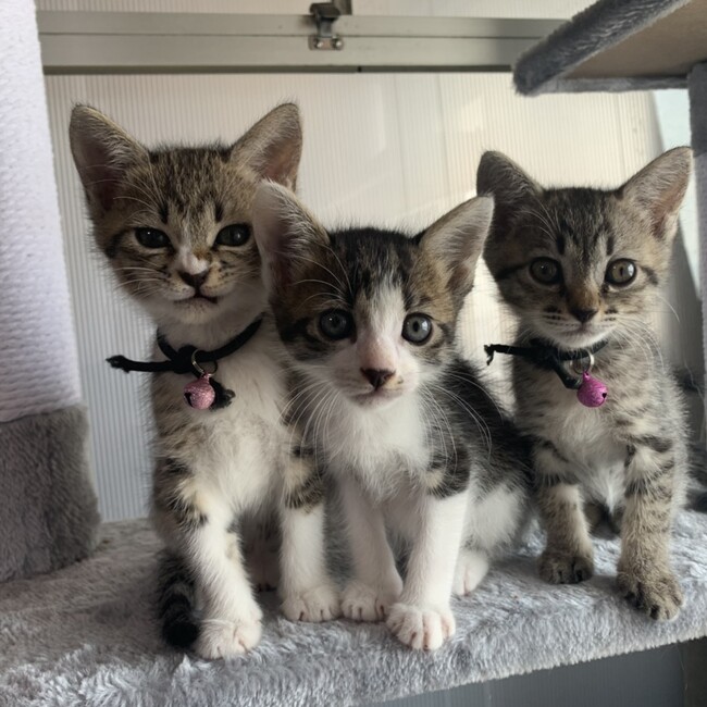 tomo1965のカバー写真