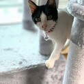 かわいい　ハチワレ君　4ヶ月
