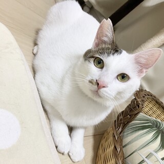 人慣れ◎白キジの優しい男の子♪トット