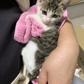 No.39 サバ美人ちゃん