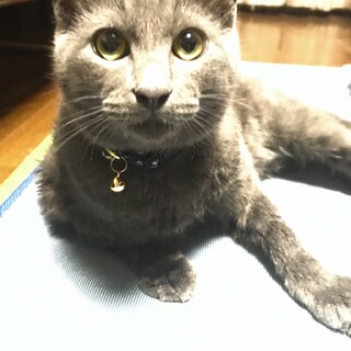 【血液検査済】グレーのもこもこ子猫