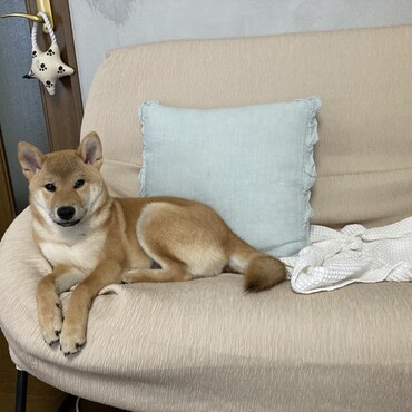 お気に入りソファ。噛んだりしない、とってもいい子なんです。シッポがふわふわになってきた。さらにキツネ感増してる！