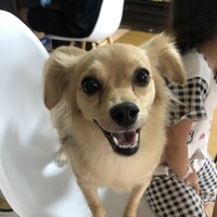 にぼし