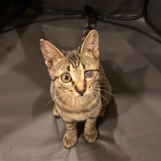 とっても元気で可愛いキジトラちゃん