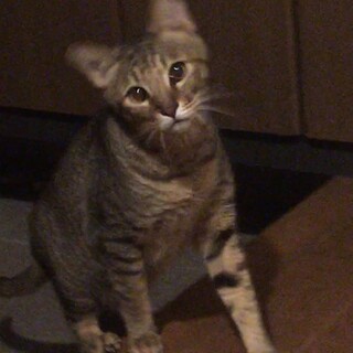 めちゃくちゃ人なつこい貫太くん