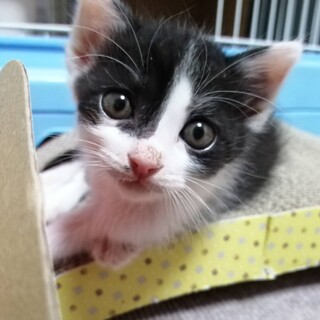 里親決定。癒しのハチワレ猫ハリス君