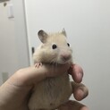 白いハムちゃんオスメスの里親さん探してます