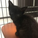 可愛い黒い仔猫ちゃん　募集中
