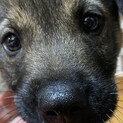 アポロのずっとのおうちを探してます。