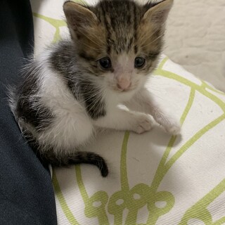 可愛いキジ白くん