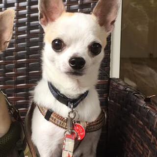 甘えん坊チワワ♂推定5歳