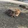 とらちゃむ