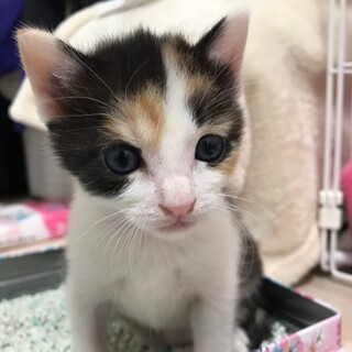 大正ロマン風　古典柄の美少女　しぐれ