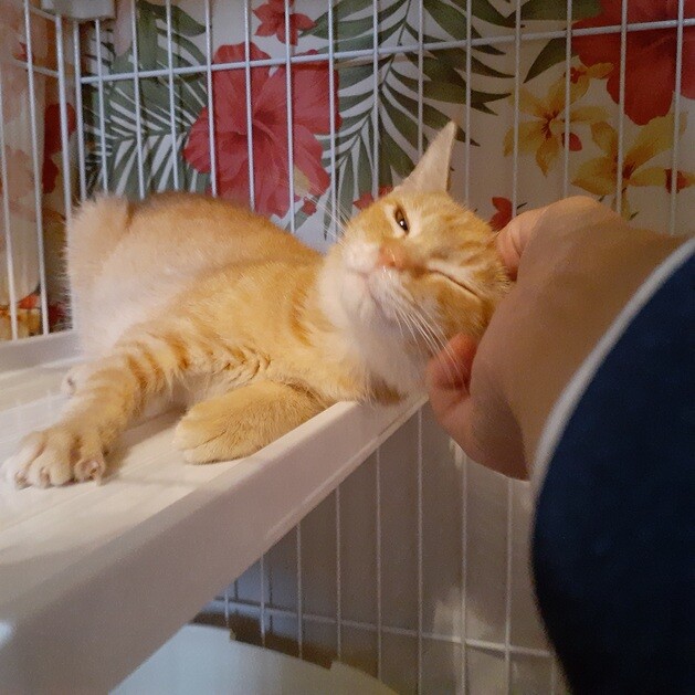 募集停止】お腹を見せて」兵庫県 - 猫の里親募集(333555) :: ペット 