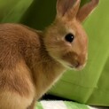 元気で活発なウサギさん