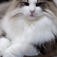 まよ