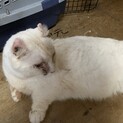マンチカン 8歳　珍しい