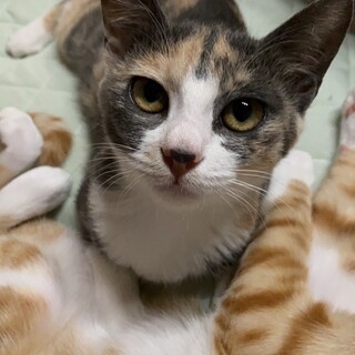 個性的なミケ模様が可愛いでしょ♡