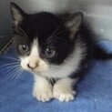 里親様に迎えられました。子猫♀158