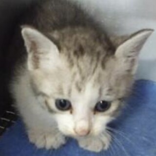 里親様に迎えられました。子猫♂159