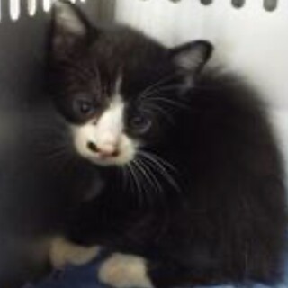 里親様に迎えられました。子猫♂161