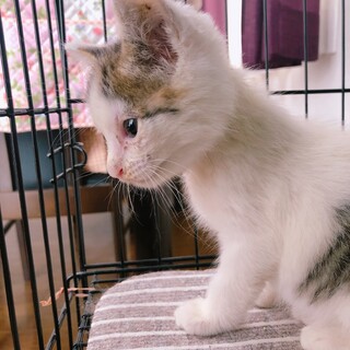人間に捨てられた子猫です