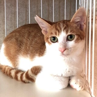 ちょっとビビりな茶白のイケメン　チェロ君