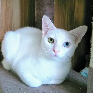 青い目の貴公子兄弟