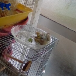 「セキセイインコの水浴び」サムネイル2