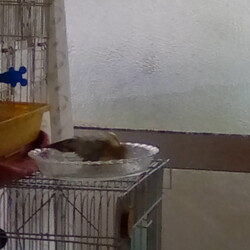 「セキセイインコの水浴び」サムネイル3