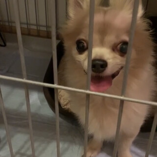 再募集！／愛らしいチワワ（ミックス）懐こい