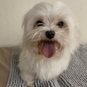 再掲載♡♡可愛い顔立ちのマルチーズ♡♡