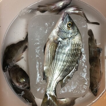 朝から魚が途切れたと騒ぐ雷…海上には台風…頑張りました！