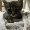 キジトラ子猫、里親さん募集