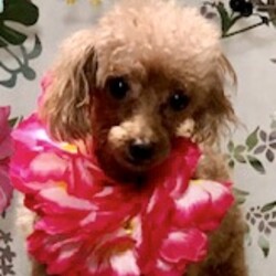 犬猫譲渡会とチャリティーフリマ