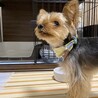ご飯にかけたグルコサミンパウダーが口の周りに、、、