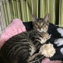ミラクルボーイ！！キジトラの九十九くん　4ヶ月半