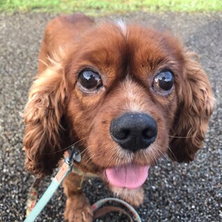 クリクリおめめがチャーミング♡カイルくん