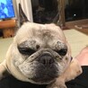 Mushthefrenchdog
