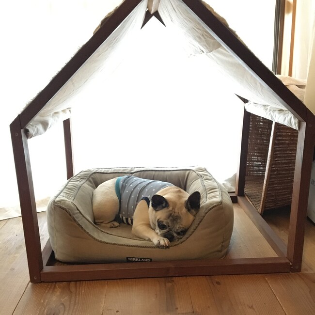 Mushthefrenchdogのカバー写真