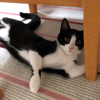 里親さん募集しています。