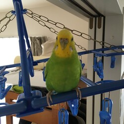 「文鳥みたいなふくちゃん。」サムネイル2