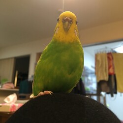 「文鳥みたいなふくちゃん。」サムネイル3