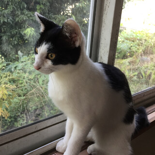5か月の男の子♡白黒ハチワレ猫 去勢手術済み