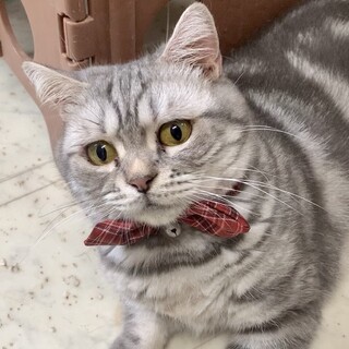 ふわふわCute❤︎アメショ女の子