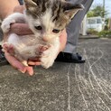 猫の家族を探してます