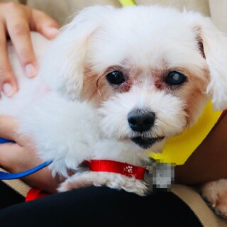 天真爛漫♡マルチーズらしさいっぱいのすいかちゃん