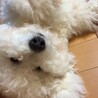 まあるちゃん