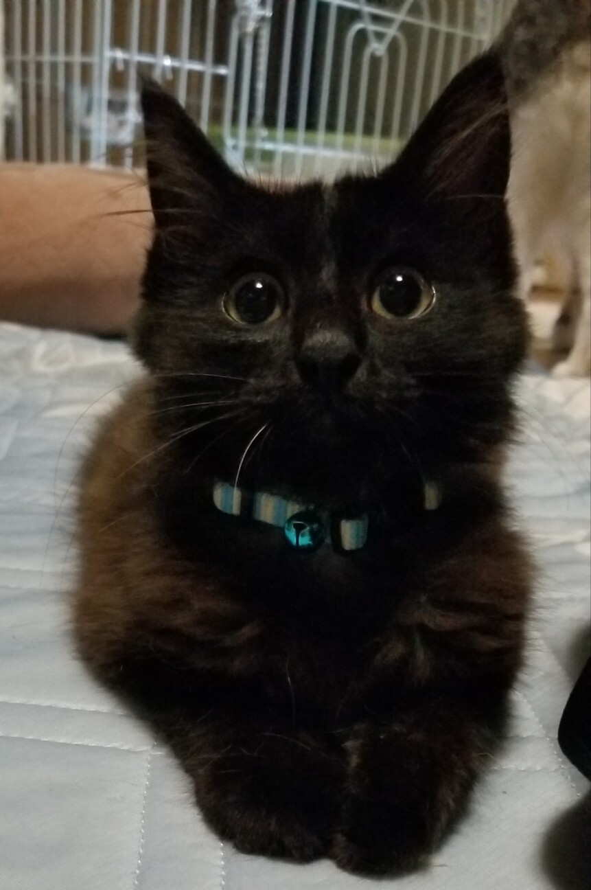 可愛い 長毛黒猫男子 福岡県 猫の里親募集 ペットのおうち 月間利用者150万人
