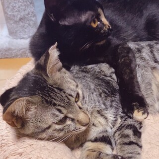 仲良しの3ヵ月の人馴れ抜群の女の子達